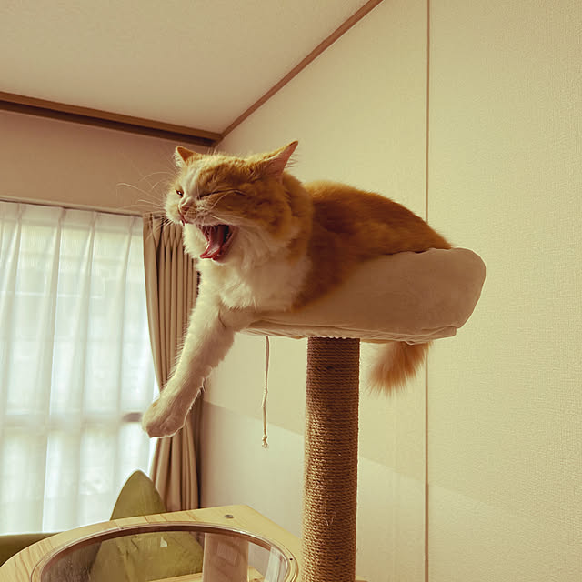 junさんの実例写真
