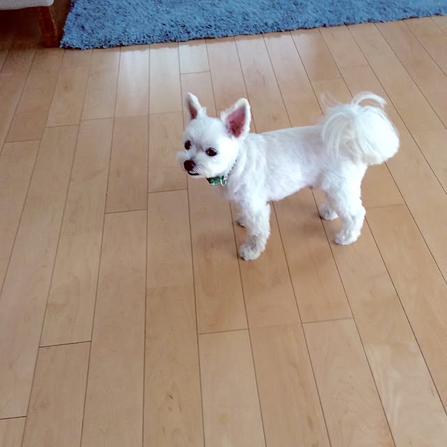 kuruさんの実例写真