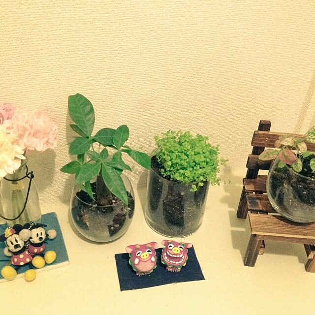 玄関/入り口/植物のインテリア実例 - 2013-12-11 21:47:18