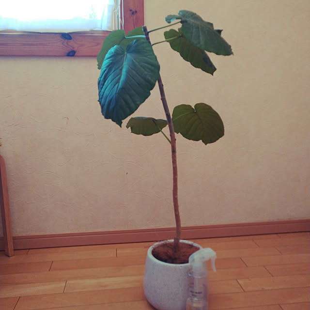 FUMさんの実例写真