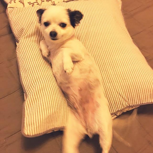 ohanaさんの実例写真