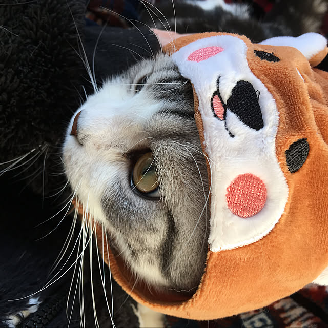 tomommyさんの実例写真