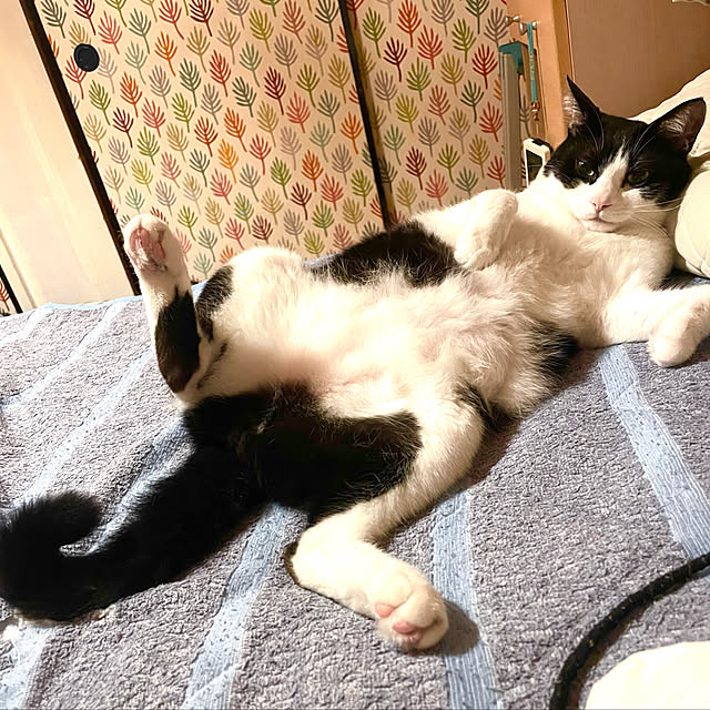 miecoroさんの実例写真