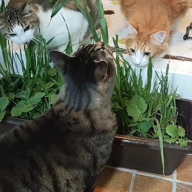 mori_6_12さんの実例写真