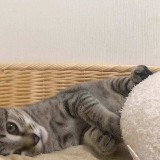 adgjmptwさんの実例写真