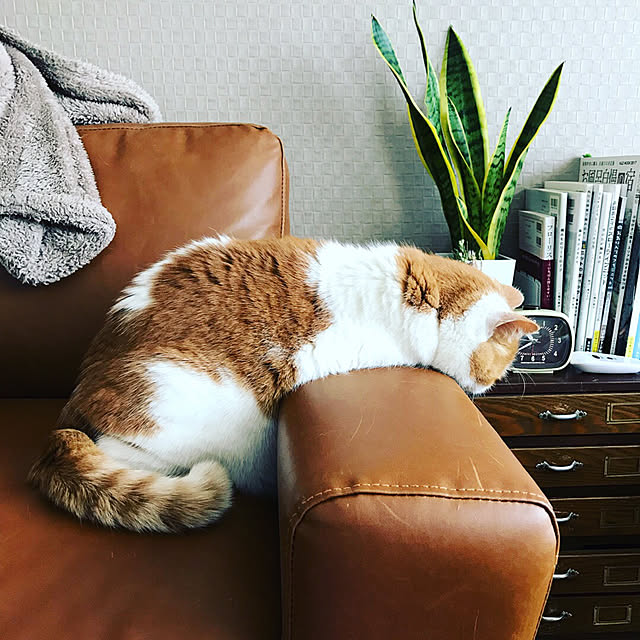 mayuroさんの実例写真