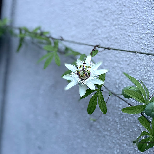 buchiさんの部屋