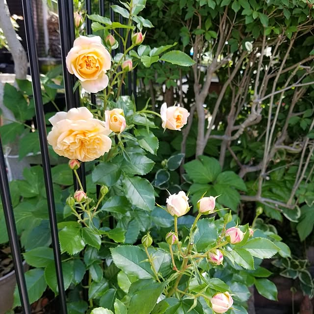 midoriさんの部屋