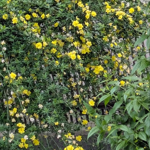 minnieさんの部屋