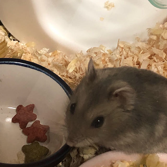 HARUKAZEさんの実例写真