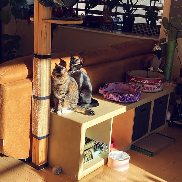 suemonta14さんの実例写真
