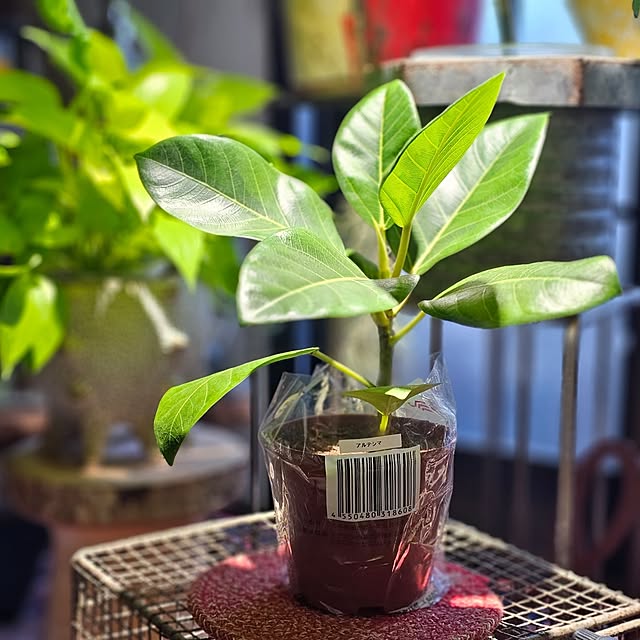 CYNOSさんの実例写真