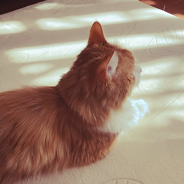 uchidaizuさんの実例写真