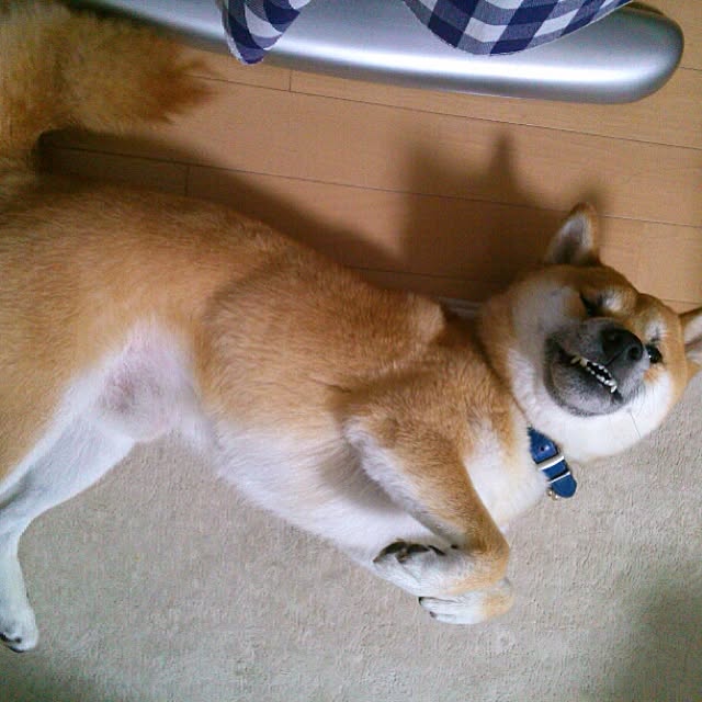 kotaさんの実例写真