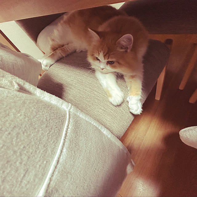 junさんの実例写真