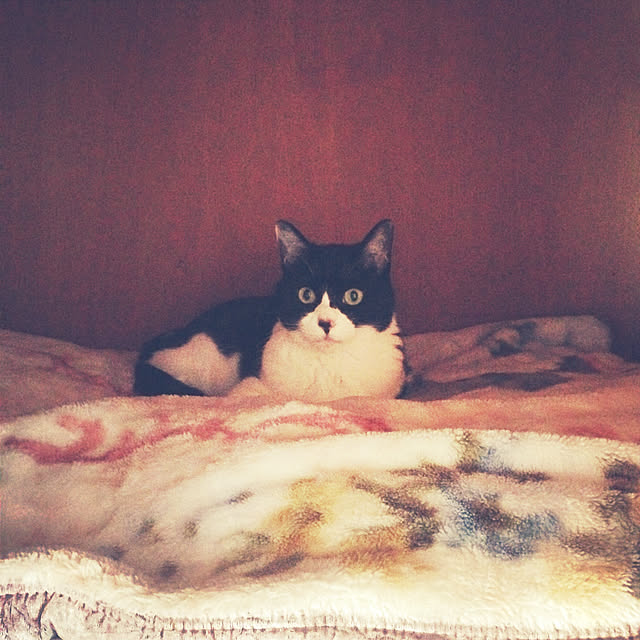 mikoさんの実例写真