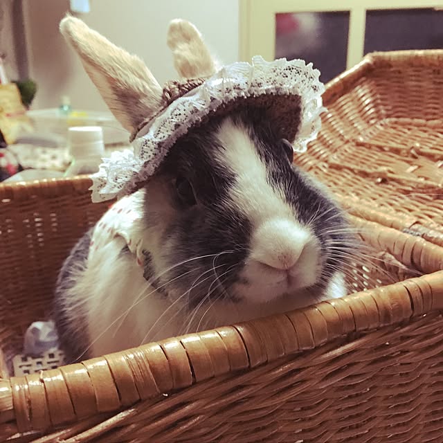 komugiさんの実例写真