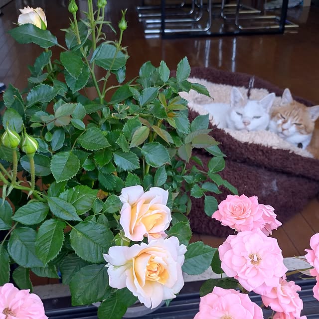 NOAHさんの部屋