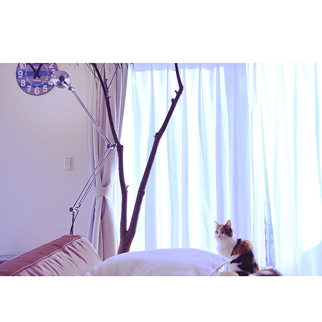 ひなたぼっこ/ねこのいる日常/ねこと暮らす。/壁/天井のインテリア実例 - 2018-01-17 21:33:29