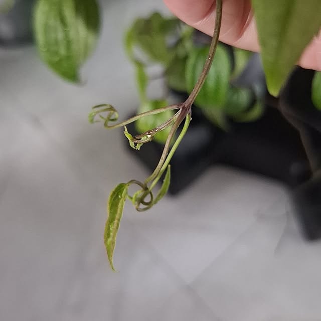 noaさんの部屋