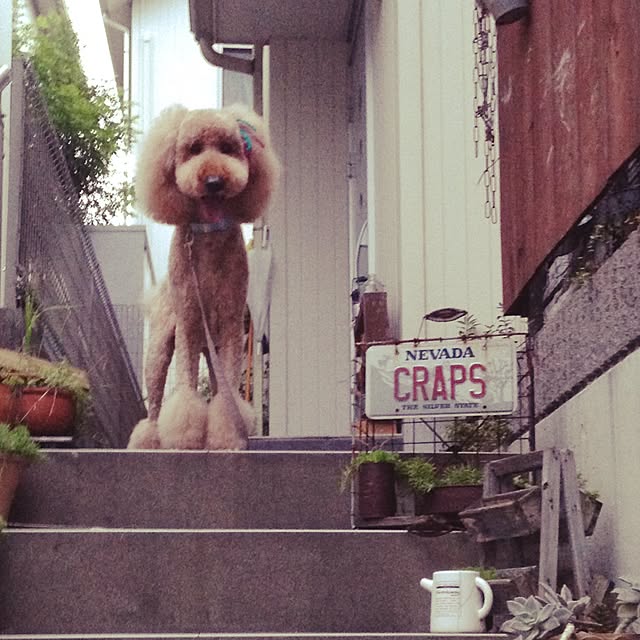 WANKOさんの実例写真