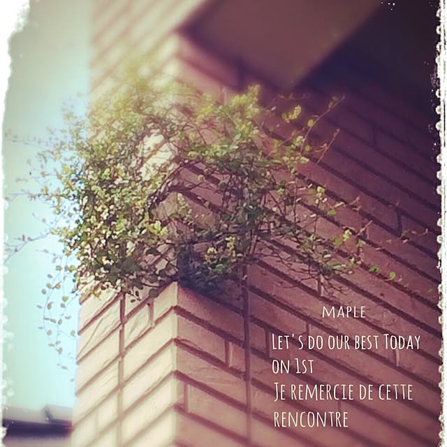 mapleさんの実例写真