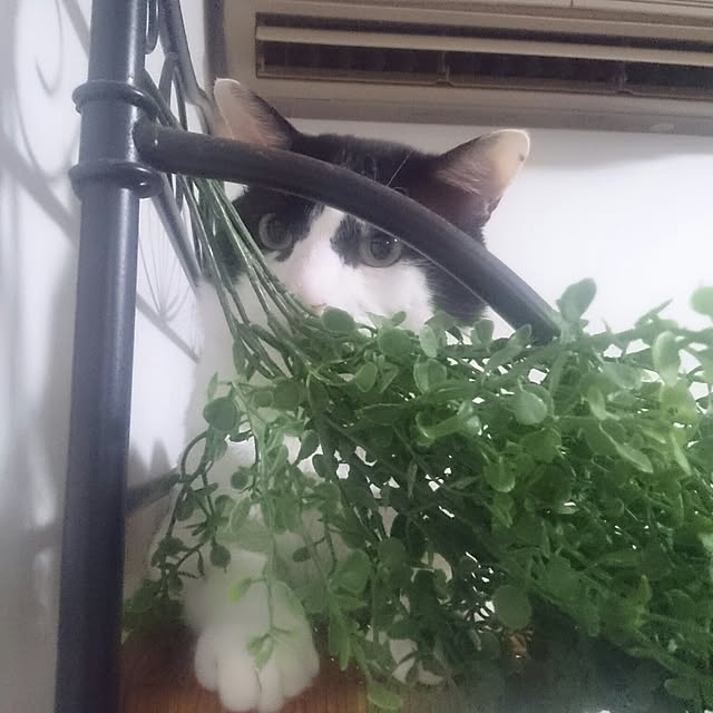 hoshiさんの実例写真