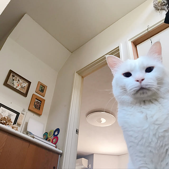 nyanko-beamさんの実例写真