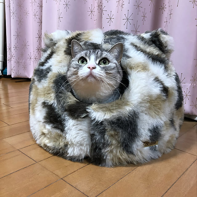 Shojiさんの実例写真