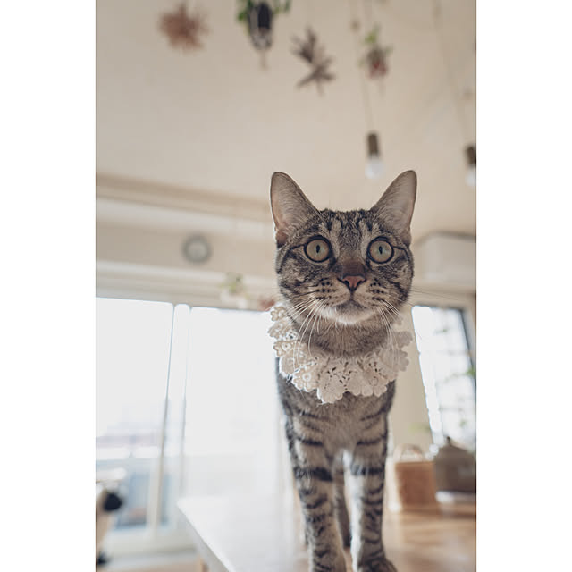 oliveさんの部屋