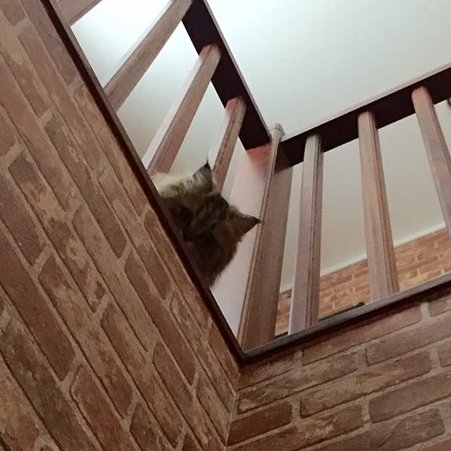 butachanさんの実例写真