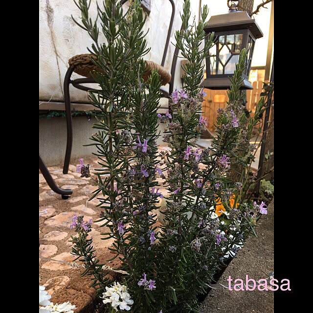 tabasaさんの実例写真