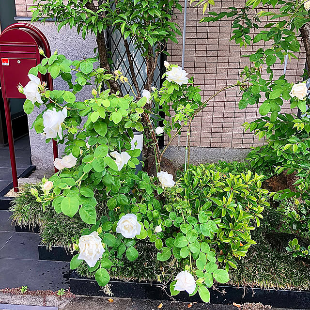 yukomariさんの実例写真