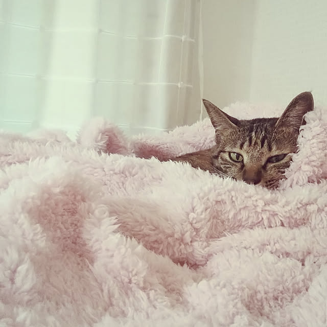 Toiroさんの実例写真