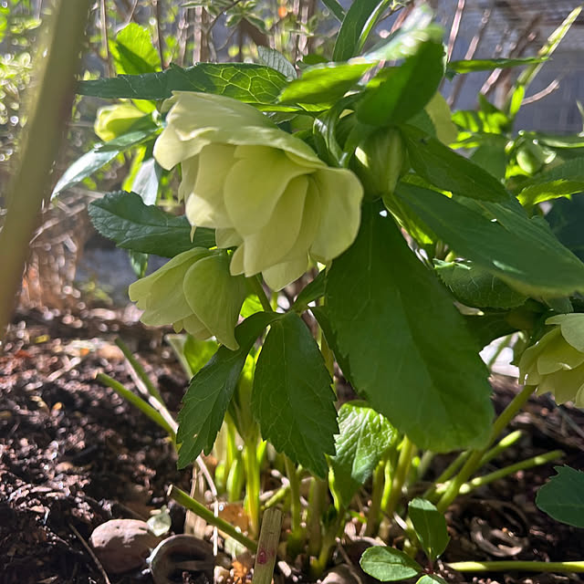 felicityさんの実例写真