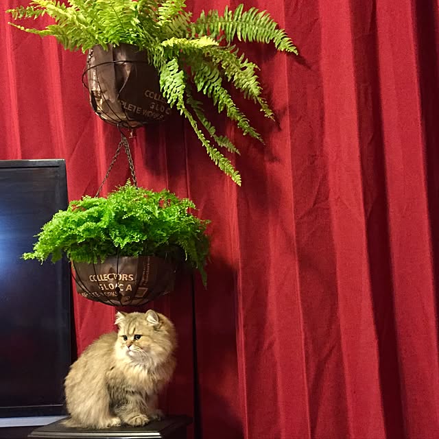 butachanさんの実例写真