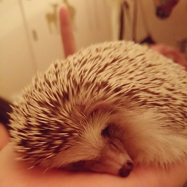 kuruさんの実例写真