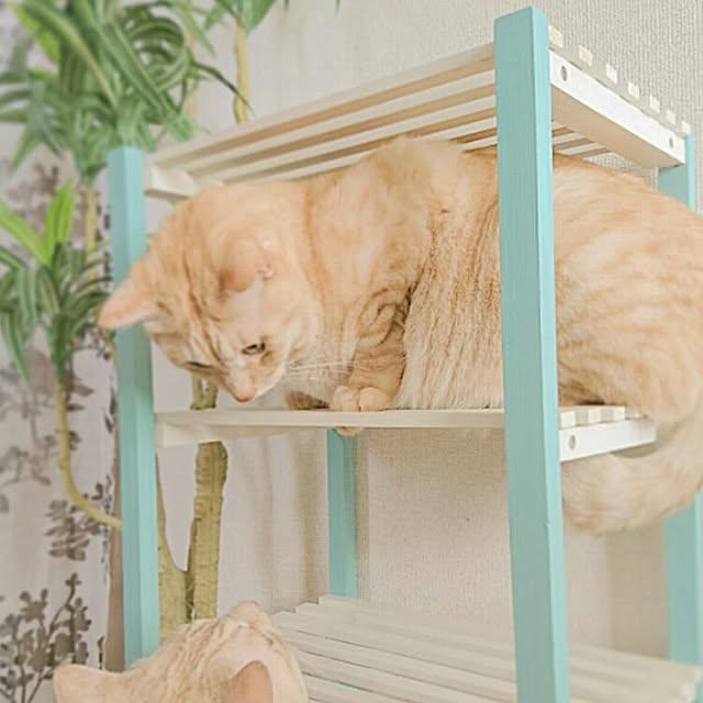 Yukaさんの実例写真
