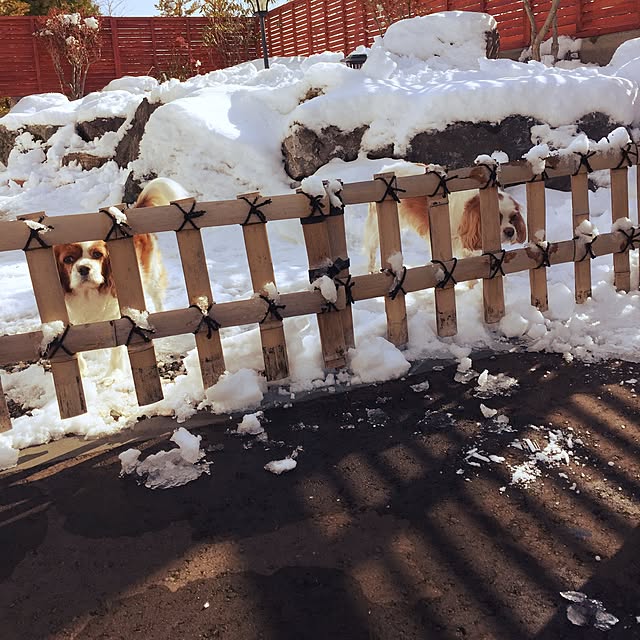 kari-kari-umeさんの実例写真