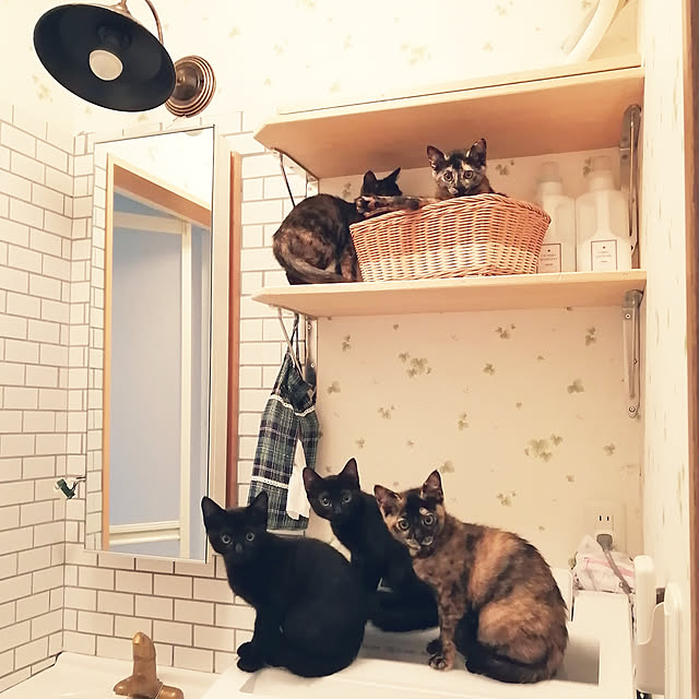 kikufujiさんの実例写真