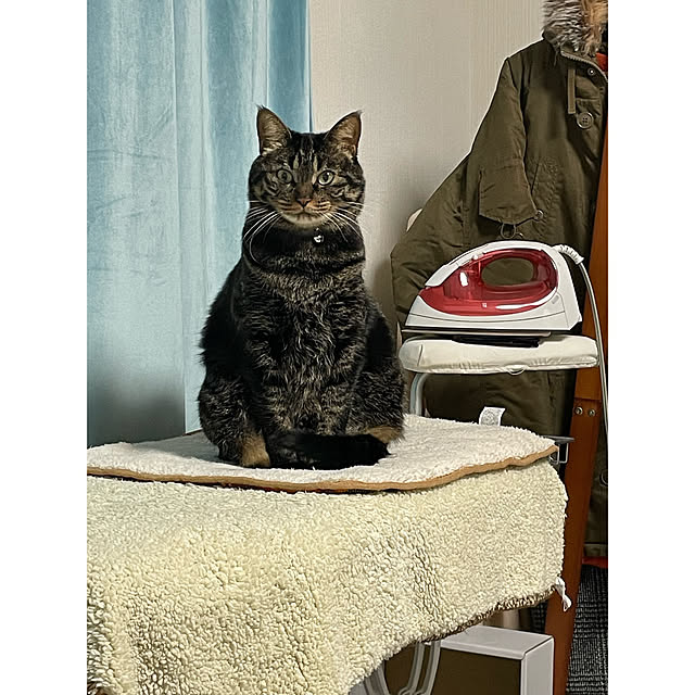 momocchiさんの実例写真