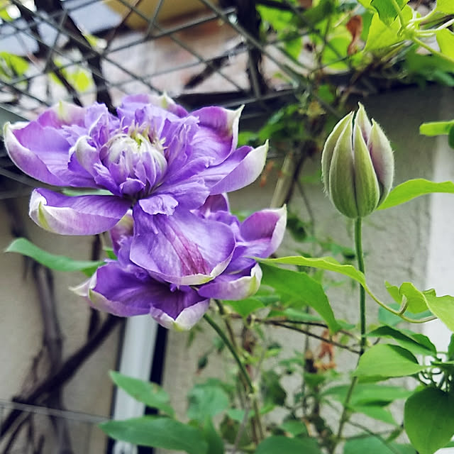 saku-naraさんの実例写真