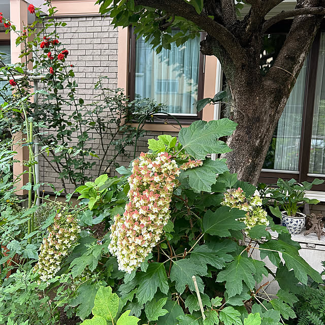 botanさんの部屋