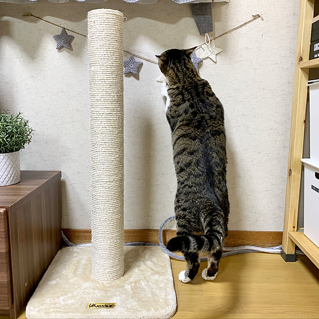 h0a4r1u3chiさんの実例写真