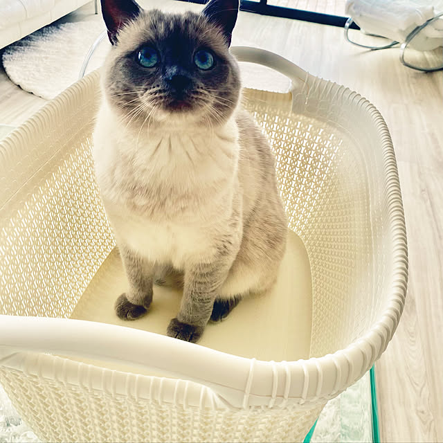 gingerwynksさんの実例写真
