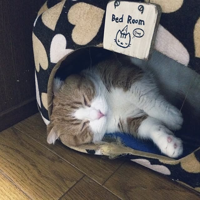 chirurunさんの実例写真