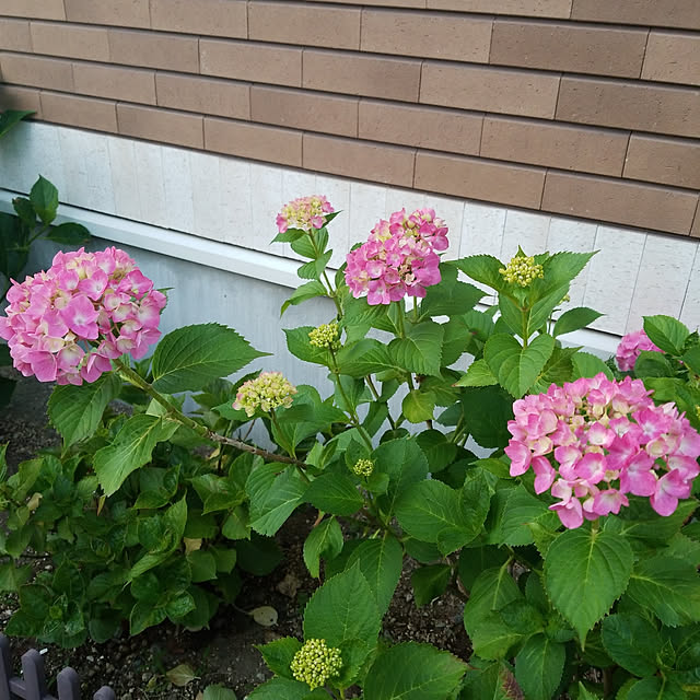 twinsさんの実例写真