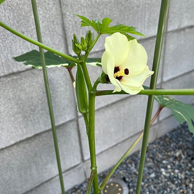 7koさんの実例写真