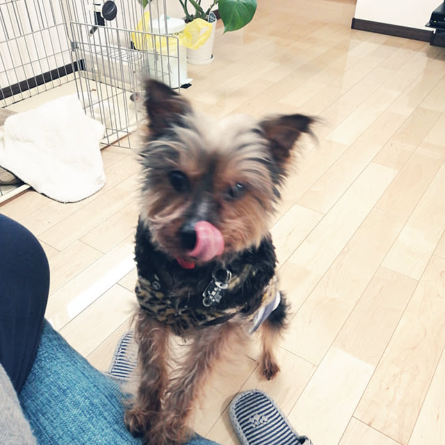 marupyyさんの実例写真