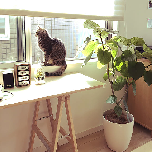 shunkunloveさんの実例写真